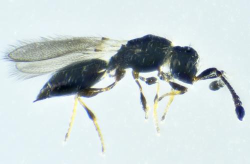 Réf. 275 531 : Trichopria cameroni